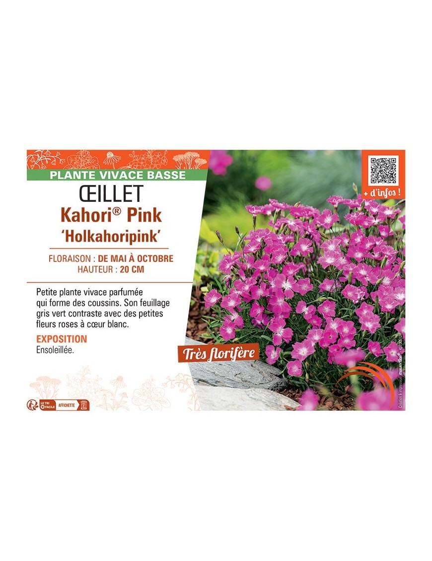 ŒILLET KAHORI® PINK