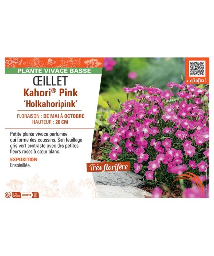 ŒILLET KAHORI® PINK