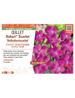 ŒILLET KAHORI® SCARLET