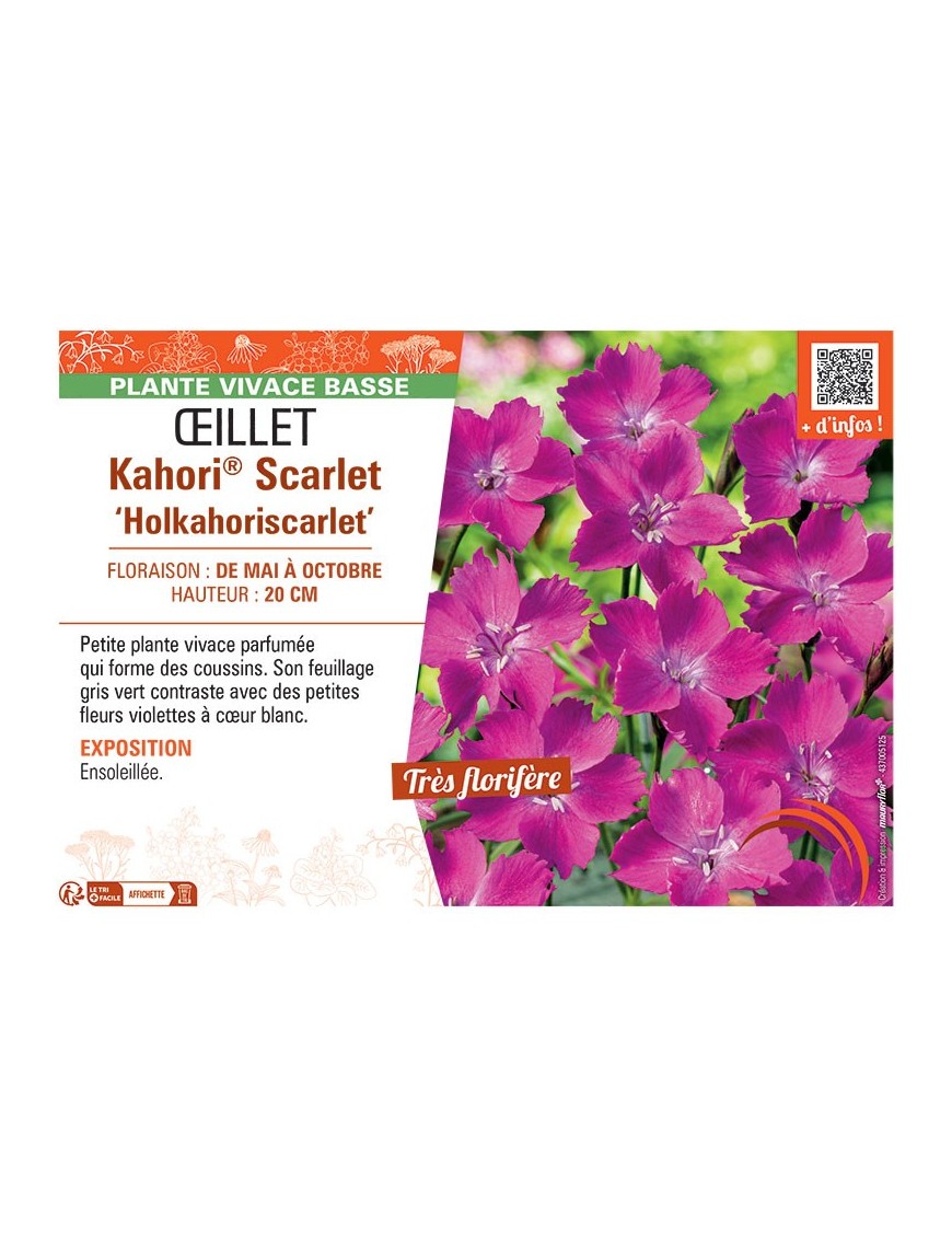 ŒILLET KAHORI® SCARLET