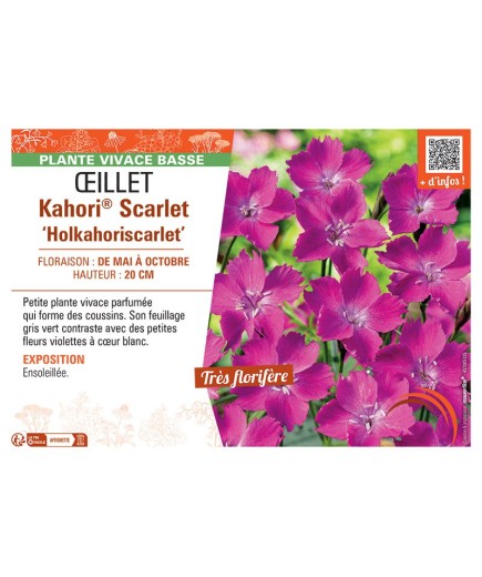 ŒILLET KAHORI® SCARLET