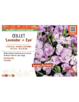 ŒILLET LAVENDER + EYE