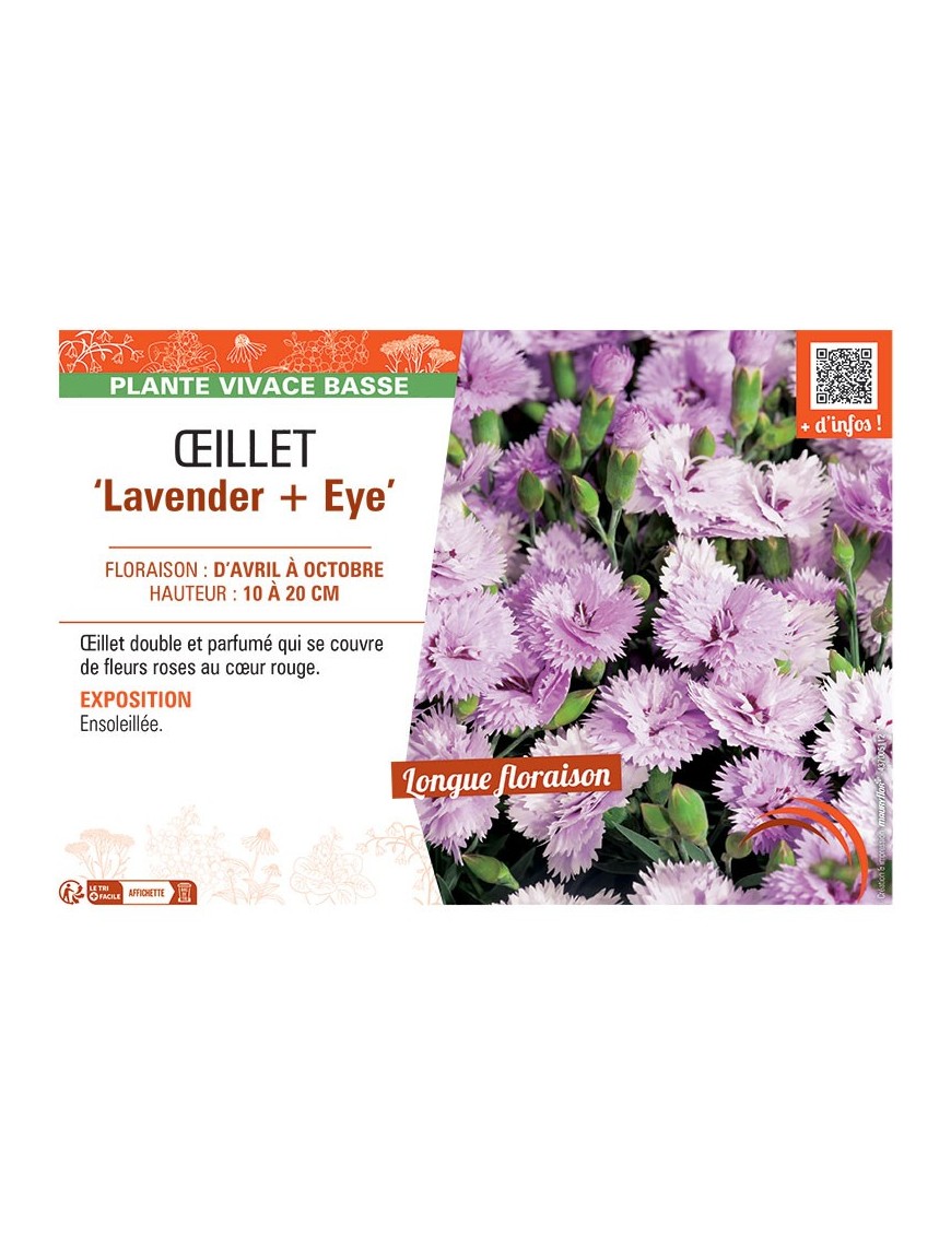 ŒILLET LAVENDER + EYE