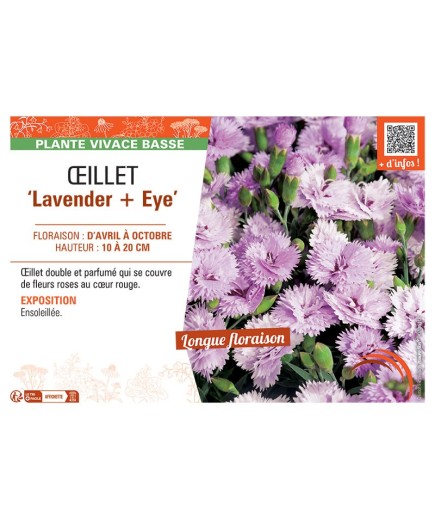 ŒILLET LAVENDER + EYE