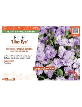 ŒILLET LILAC EYE