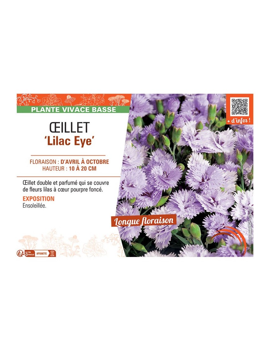 ŒILLET LILAC EYE