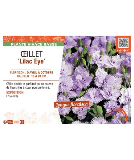 ŒILLET LILAC EYE