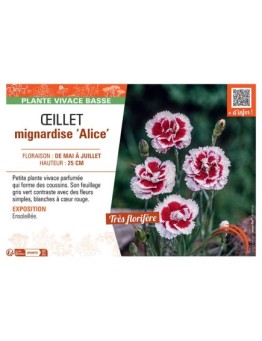 ŒILLET MIGNARDISE ALICE