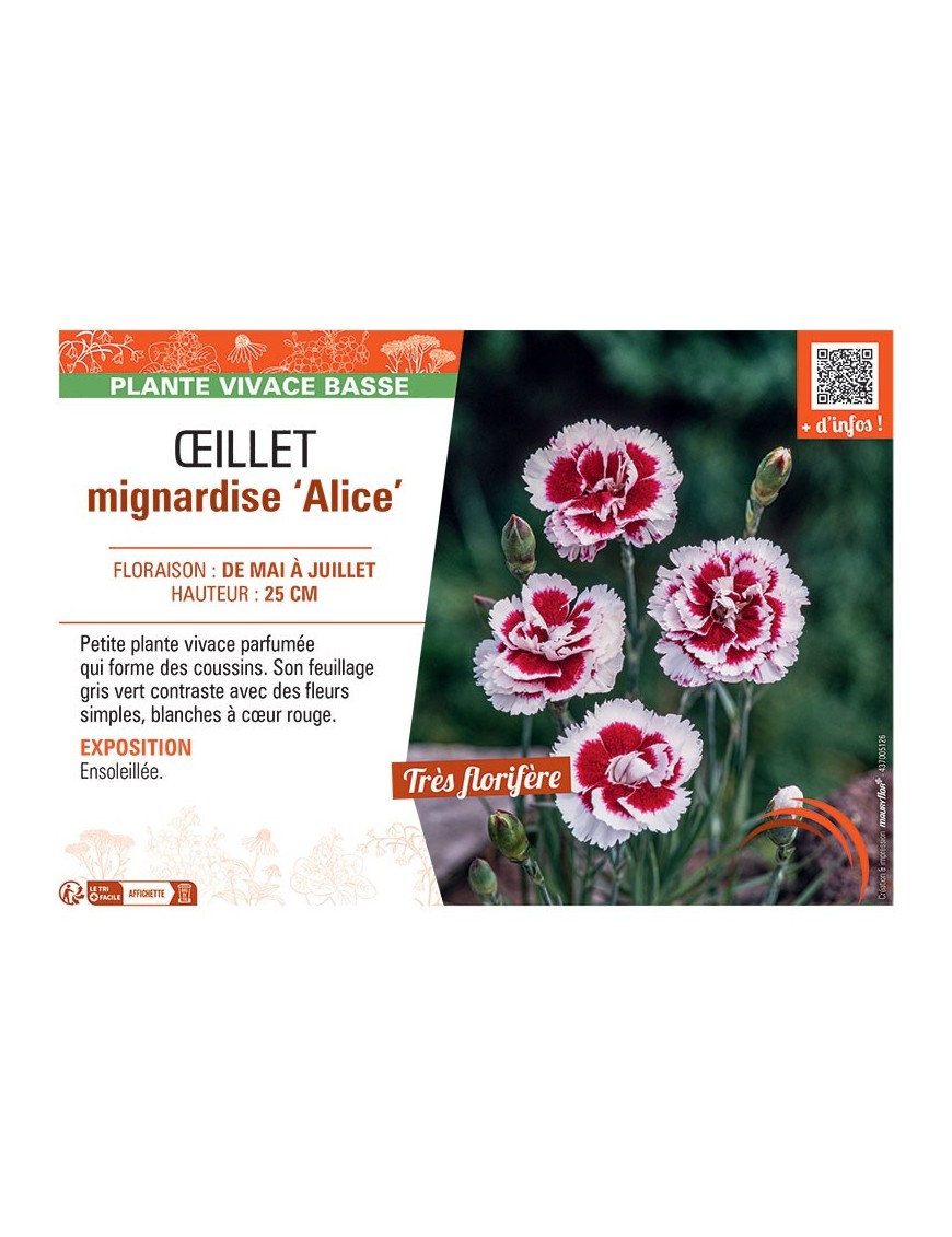 ŒILLET MIGNARDISE ALICE