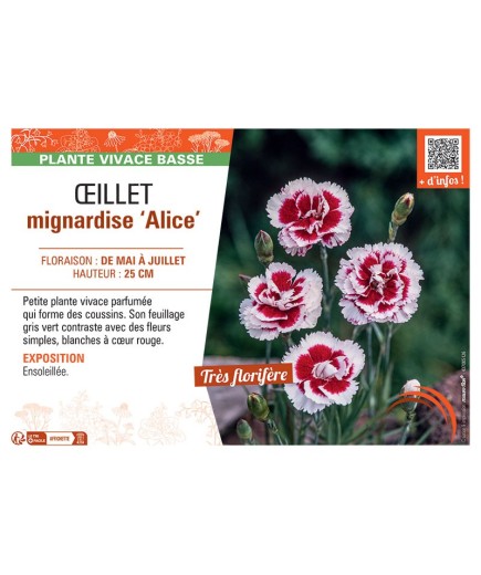ŒILLET MIGNARDISE ALICE