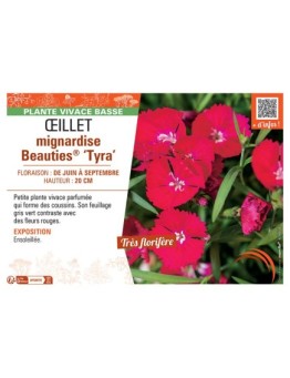 ŒILLET MIGNARDISE BEAUTIES® TYRA