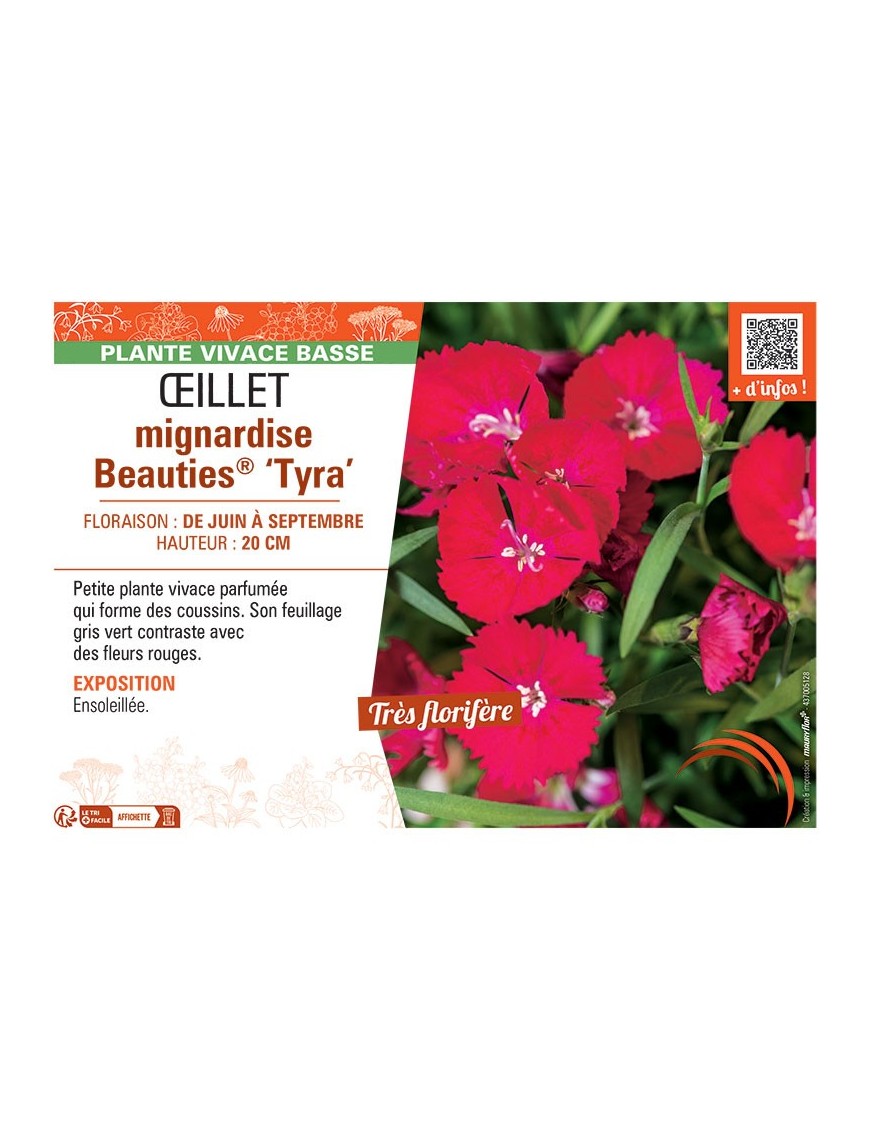 ŒILLET MIGNARDISE BEAUTIES® TYRA