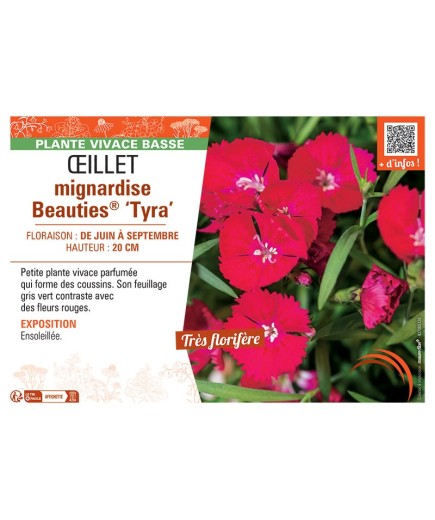 ŒILLET MIGNARDISE BEAUTIES® TYRA