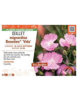 ŒILLET MIGNARDISE BEAUTIES® VIDA