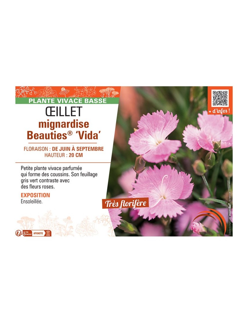 ŒILLET MIGNARDISE BEAUTIES® VIDA