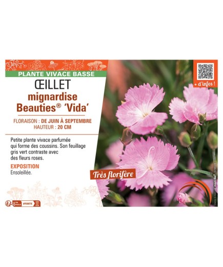 ŒILLET MIGNARDISE BEAUTIES® VIDA