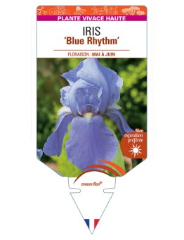 IRIS (germanica) Blue Rhythm