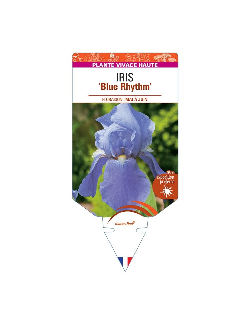 IRIS (germanica) Blue Rhythm