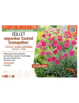 ŒILLET MIGNARDISE COCKTAIL COSMOPOLITAN