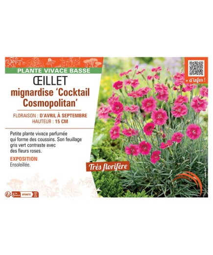 ŒILLET MIGNARDISE COCKTAIL COSMOPOLITAN