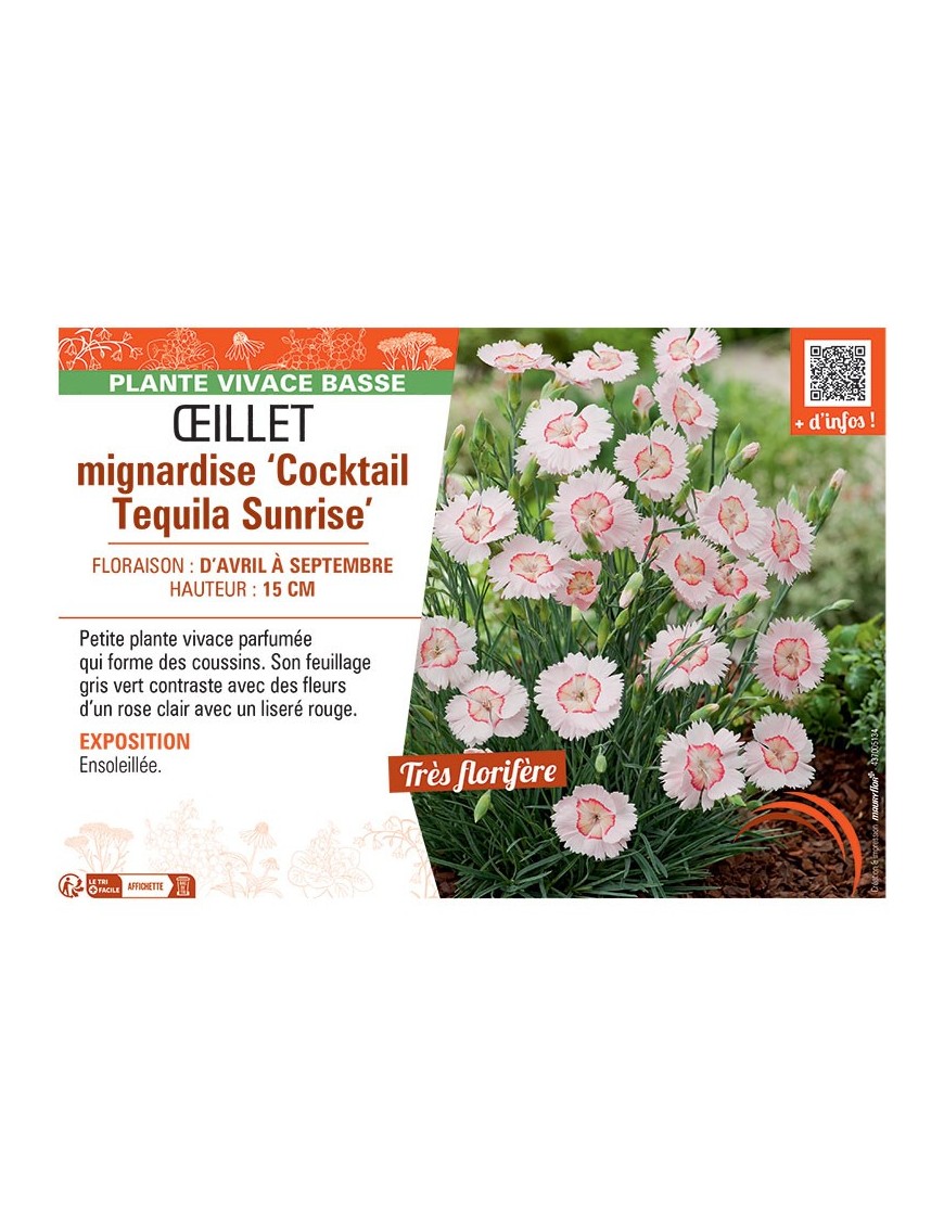 ŒILLET MIGNARDISE COCKTAIL TEQUILA SUNRISE