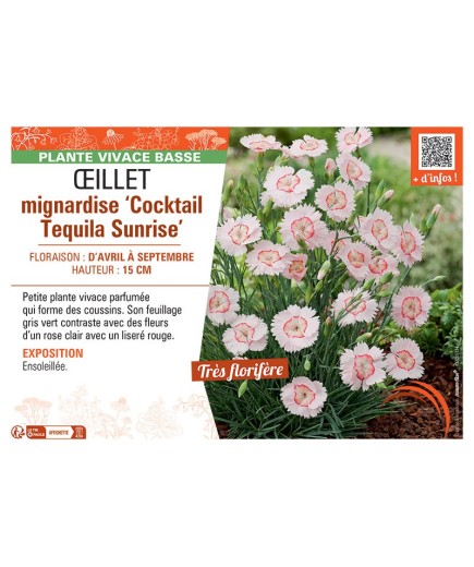 ŒILLET MIGNARDISE COCKTAIL TEQUILA SUNRISE