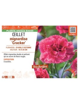 ŒILLET MIGNARDISE CRACKER