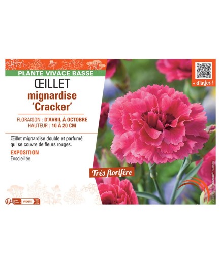 ŒILLET MIGNARDISE CRACKER