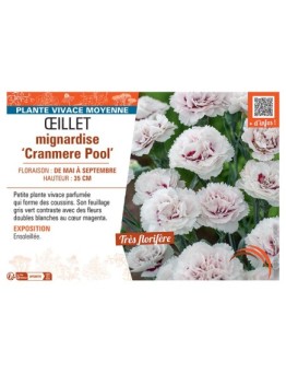 ŒILLET MIGNARDISE CRANMERE POOL