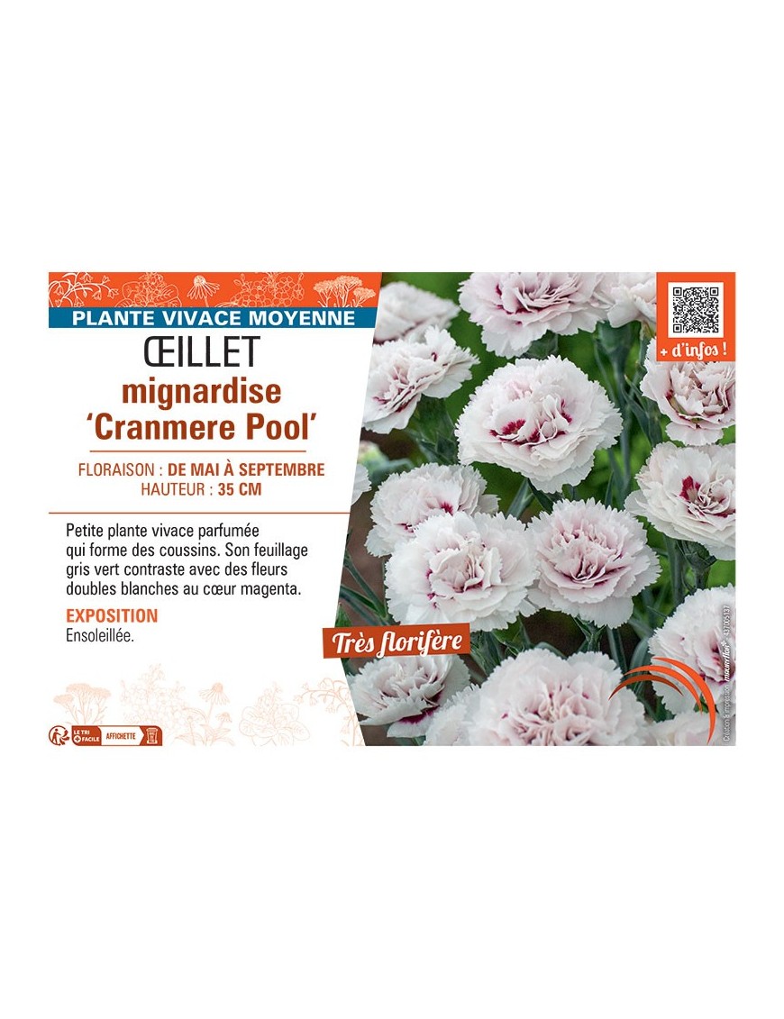ŒILLET MIGNARDISE CRANMERE POOL