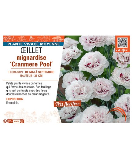 ŒILLET MIGNARDISE CRANMERE POOL