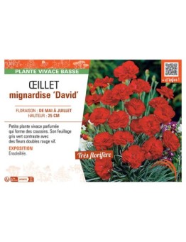 ŒILLET MIGNARDISE DAVID