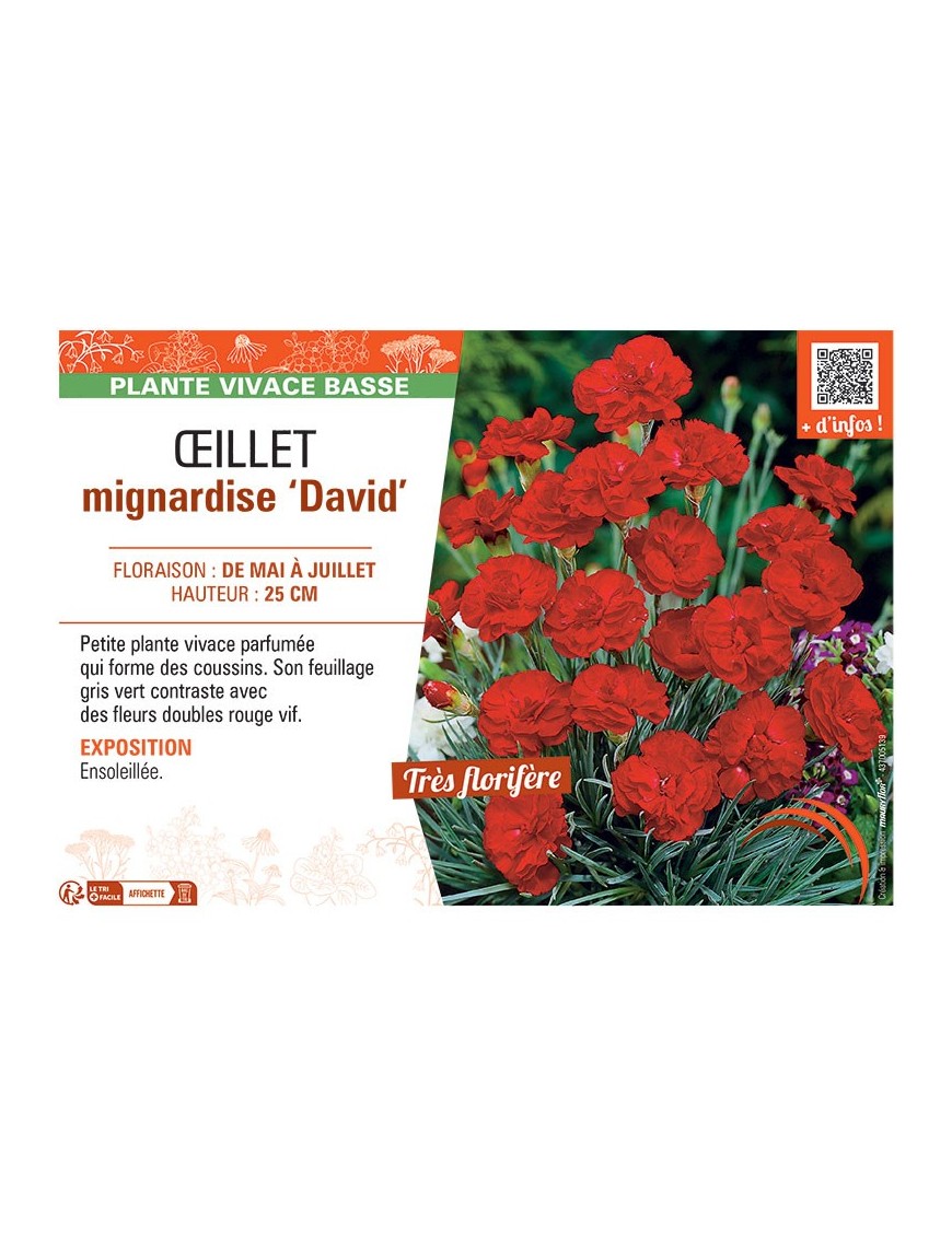 ŒILLET MIGNARDISE DAVID