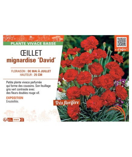 ŒILLET MIGNARDISE DAVID
