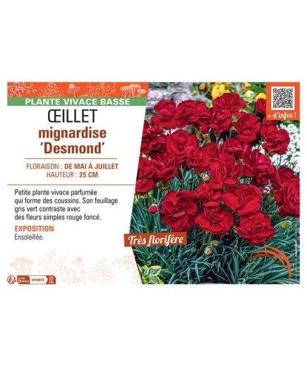 ŒILLET MIGNARDISE DESMOND