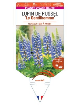 LUPINUS 'Le Gentilhomme' voir LUPIN DE RUSSEL (bleu) *
