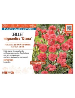 ŒILLET MIGNARDISE DIANA