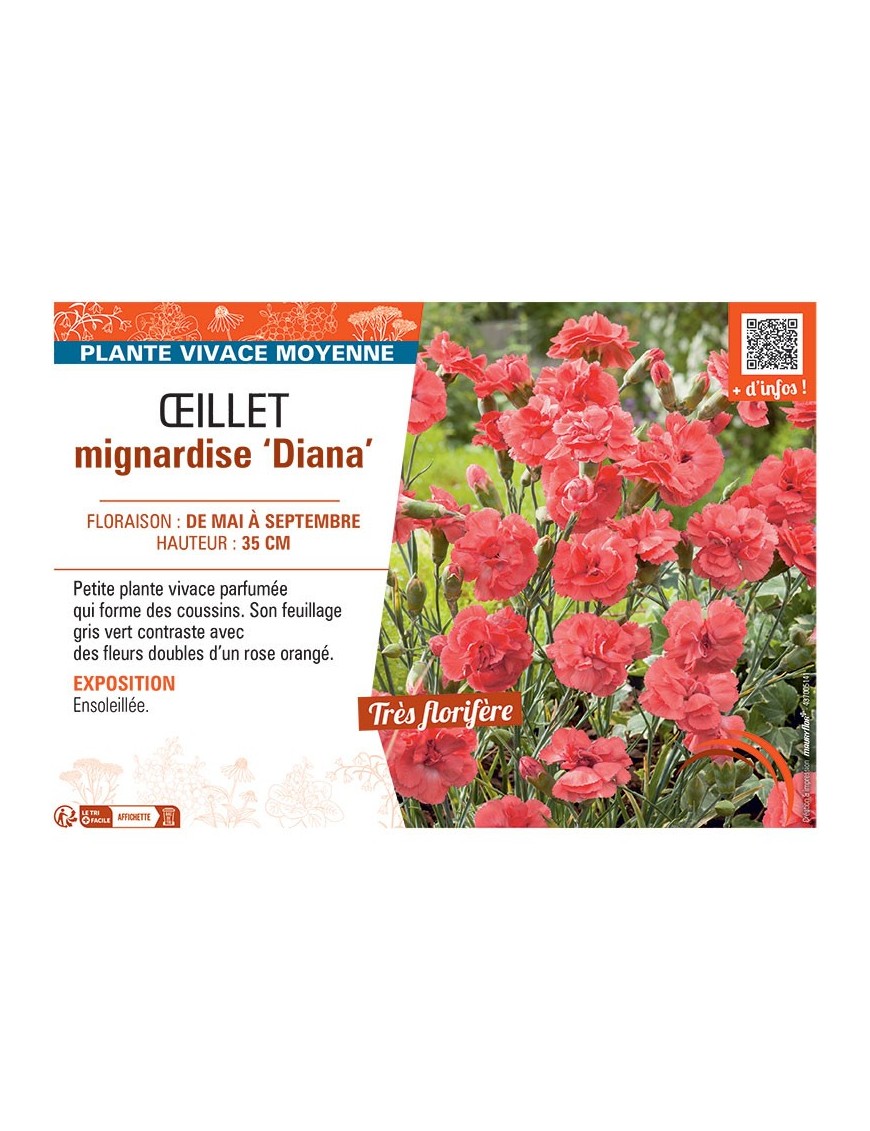 ŒILLET MIGNARDISE DIANA