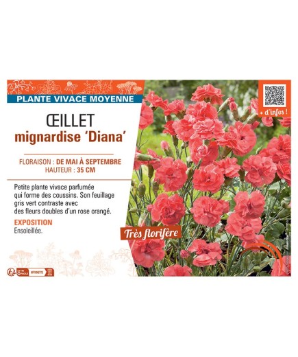 ŒILLET MIGNARDISE DIANA