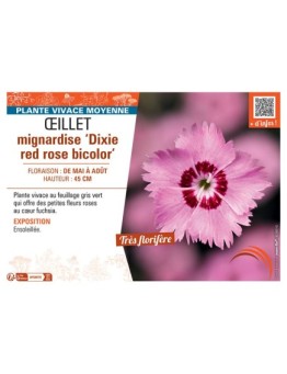 ŒILLET MIGNARDISE DIXIE RED ROSE BICOLOR
