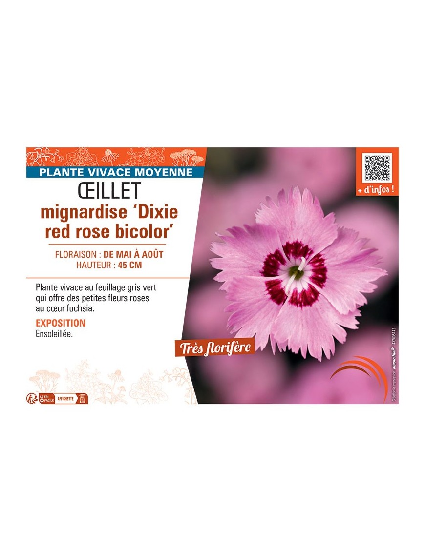ŒILLET MIGNARDISE DIXIE RED ROSE BICOLOR