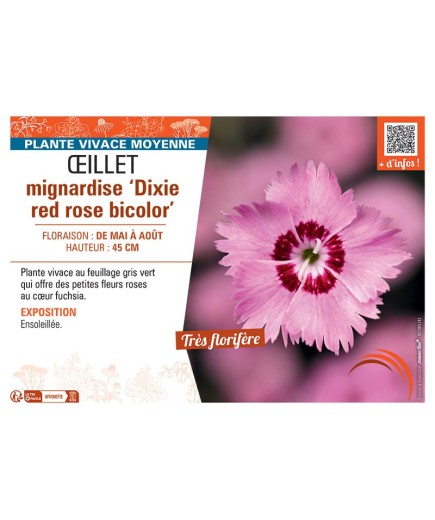 ŒILLET MIGNARDISE DIXIE RED ROSE BICOLOR