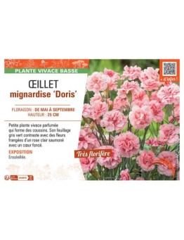 ŒILLET MIGNARDISE DORIS