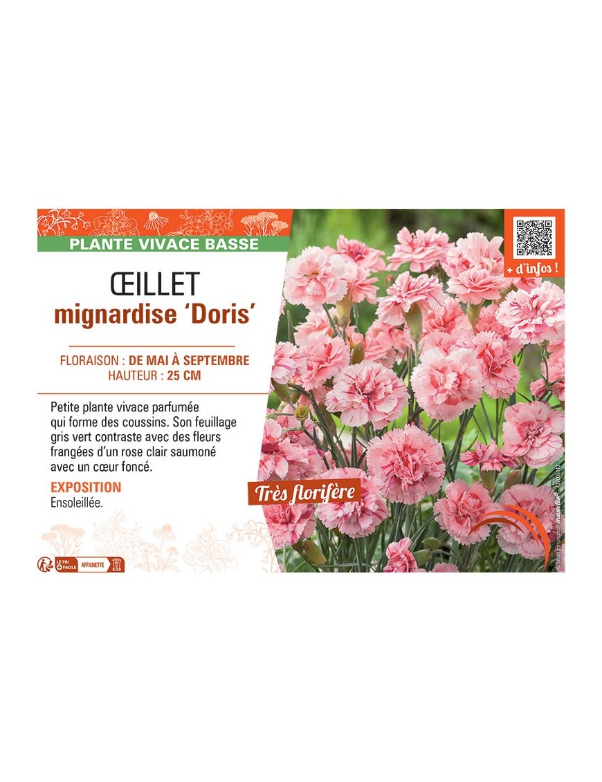 ŒILLET MIGNARDISE DORIS
