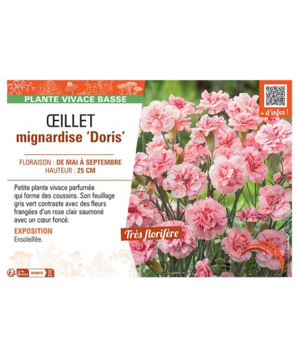ŒILLET MIGNARDISE DORIS