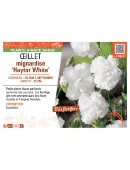 ŒILLET MIGNARDISE HAYTOR WHITE