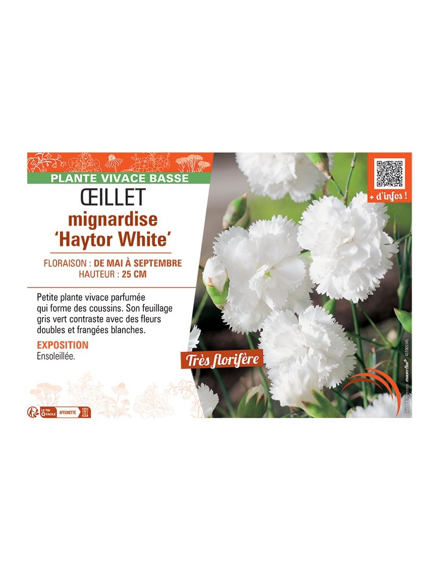 ŒILLET MIGNARDISE HAYTOR WHITE