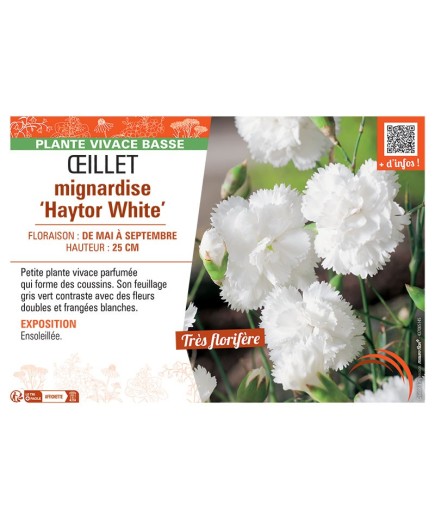 ŒILLET MIGNARDISE HAYTOR WHITE