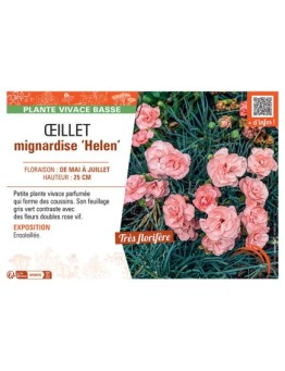 ŒILLET MIGNARDISE HELEN