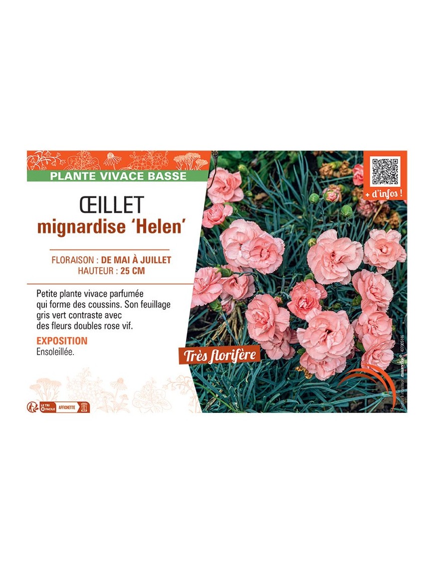ŒILLET MIGNARDISE HELEN